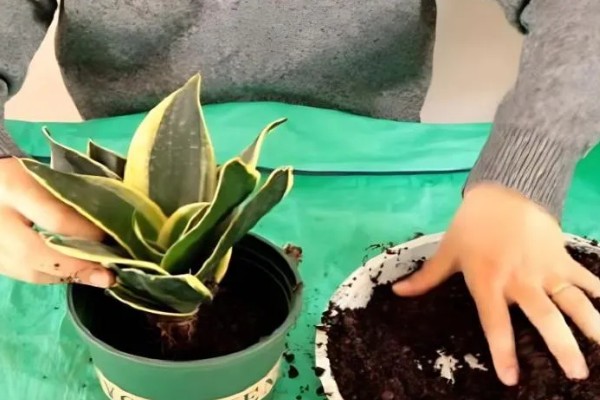 虎皮兰冬天可以插活吗，冬天可以插活