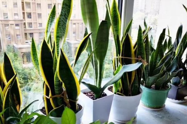 虎皮兰冬天可以插活吗，冬天可以插活