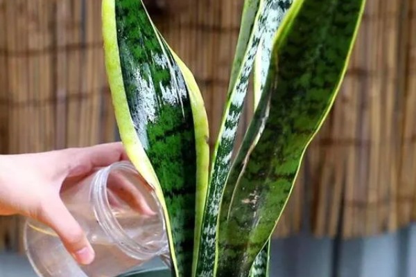 虎皮兰冬天可以插活吗，冬天可以插活