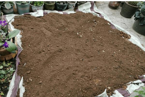 香水兰怎么养殖,每天提供4-6小时的散射光