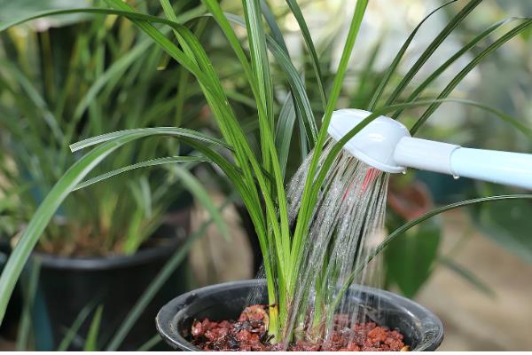 香水兰怎么养殖,每天提供4-6小时的散射光