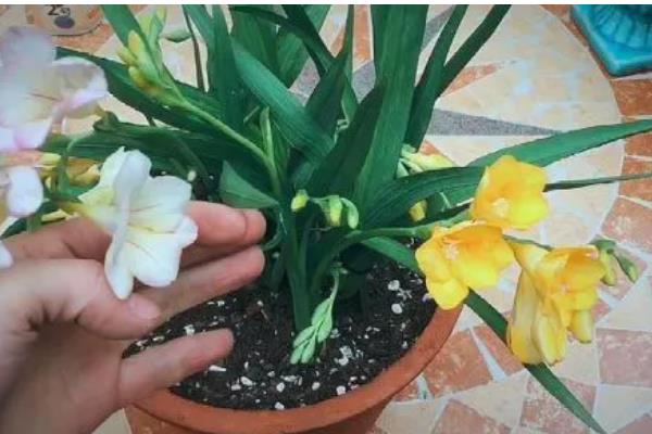 香水兰怎么养殖,每天提供4-6小时的散射光