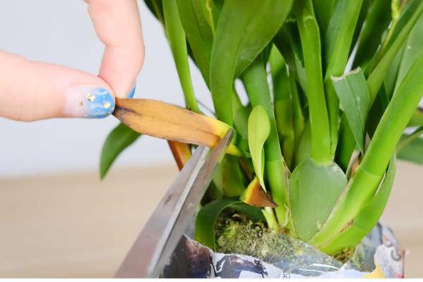 香水兰怎么养殖,每天提供4-6小时的散射光