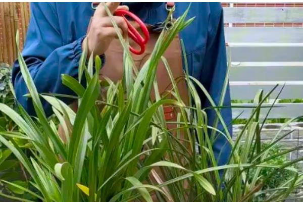 香水兰怎么养殖,每天提供4-6小时的散射光