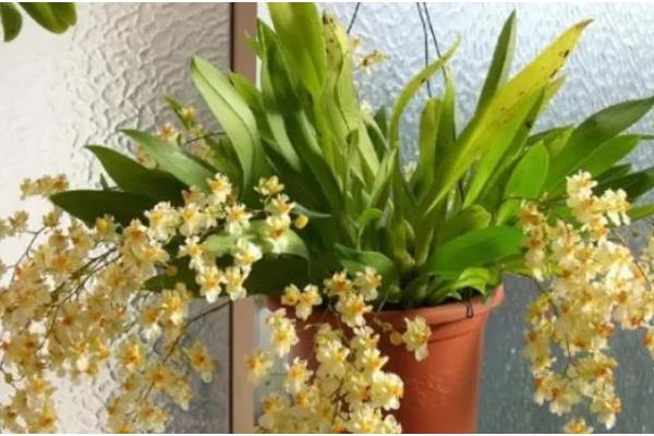 香水兰怎么养殖,每天提供4-6小时的散射光