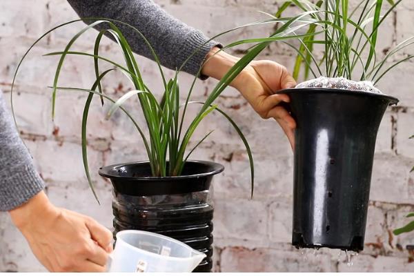 香水兰怎么养殖,每天提供4-6小时的散射光