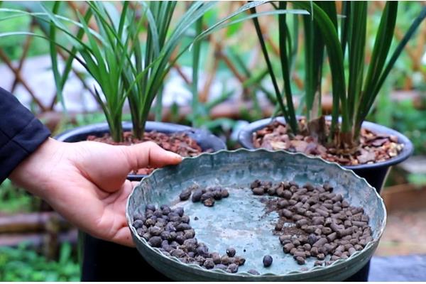 香水兰怎么养殖,每天提供4-6小时的散射光