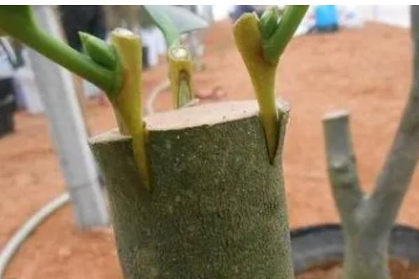 柿子树的嫁接方法,可以在春季时进行嫁接