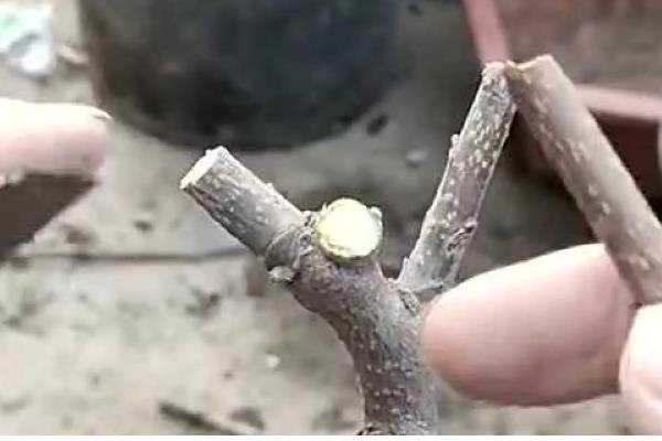 柿子树的嫁接方法,可以在春季时进行嫁接