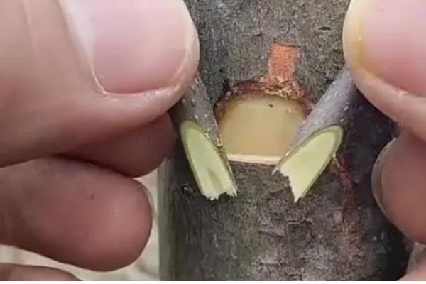 柿子树的嫁接方法,可以在春季时进行嫁接