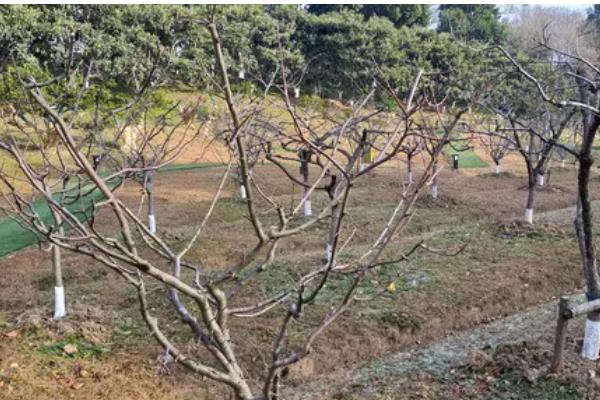 柿子树的嫁接方法,可以在春季时进行嫁接