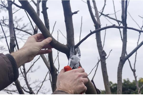 柿子树的嫁接方法,可以在春季时进行嫁接