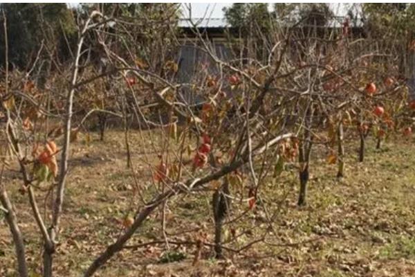 柿子树的嫁接方法,可以在春季时进行嫁接