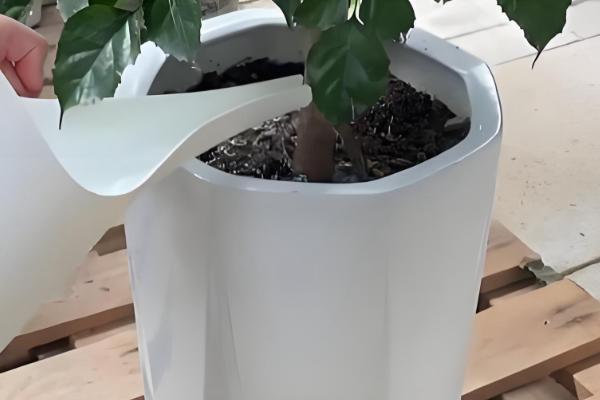 怎么养幸福树，适合生长在湿润的环境中