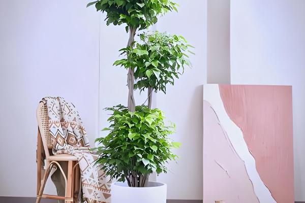 怎么养幸福树，适合生长在湿润的环境中