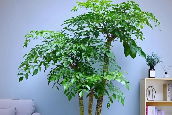 怎么养幸福树，适合生长在湿润的环境中