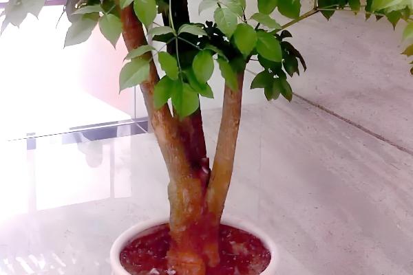 怎么养幸福树，适合生长在湿润的环境中