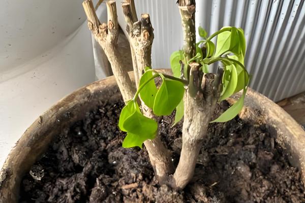 怎么养幸福树，适合生长在湿润的环境中