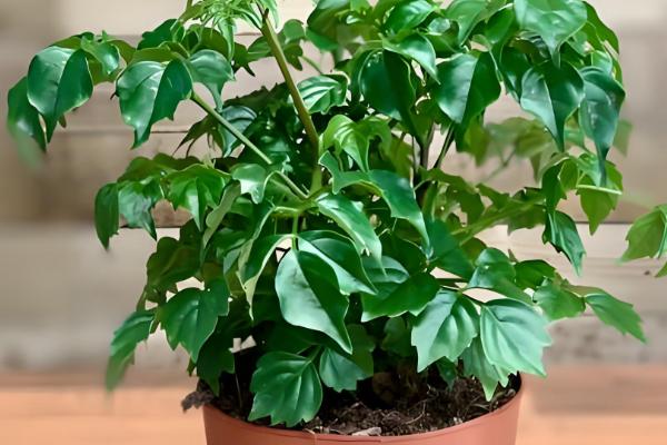 怎么养幸福树，适合生长在湿润的环境中