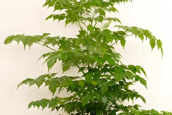 怎么养幸福树，适合生长在湿润的环境中