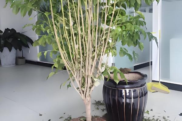 怎么养幸福树，适合生长在湿润的环境中