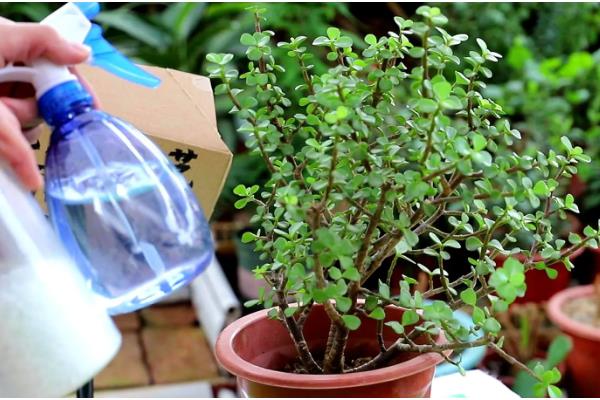 金枝玉叶是否怕冷，只能适应5℃的低温