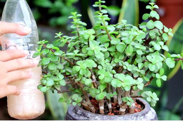 金枝玉叶是否怕冷，只能适应5℃的低温