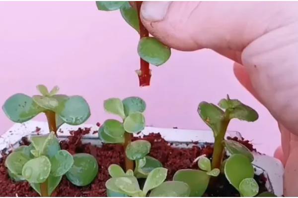 金枝玉叶是否怕冷，只能适应5℃的低温