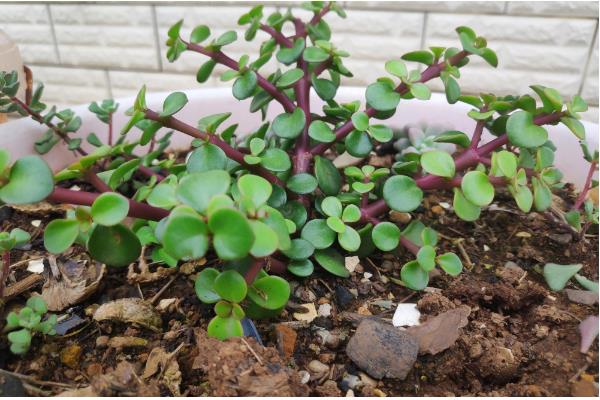 金枝玉叶是否怕冷，只能适应5℃的低温