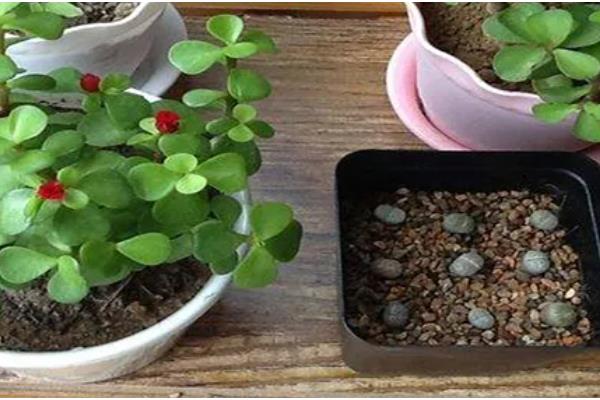 金枝玉叶是否怕冷，只能适应5℃的低温