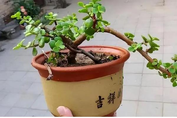 金枝玉叶是否怕冷，只能适应5℃的低温