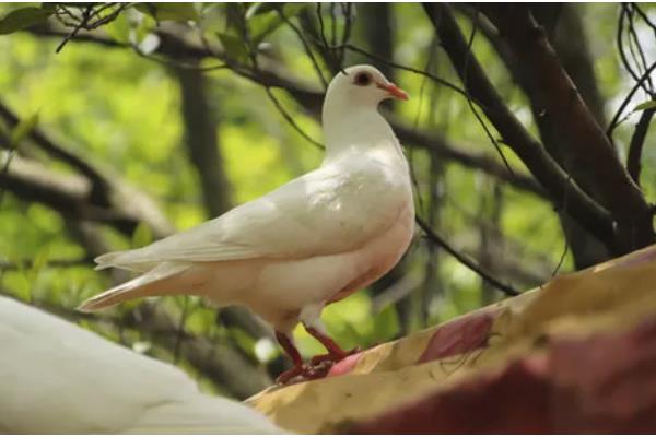 家鸽通过哪个部位进行气体交换,肺部是进行气体交换的场所