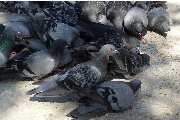 家鸽通过哪个部位进行气体交换,肺部是进行气体交换的场所