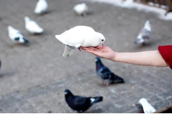 家鸽通过哪个部位进行气体交换,肺部是进行气体交换的场所