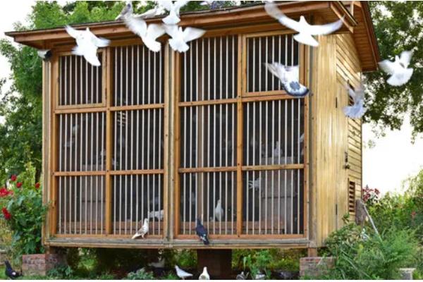 家鸽通过哪个部位进行气体交换,肺部是进行气体交换的场所