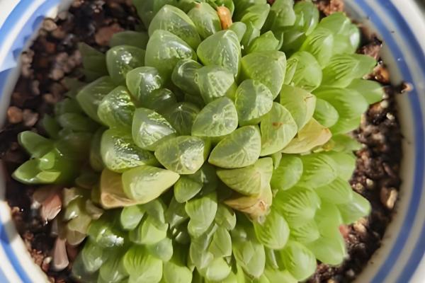 玉露可以长多大,可以长成直径为六厘米左右