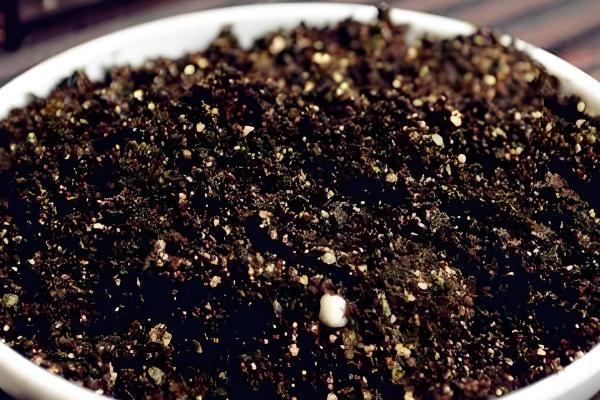 玉露可以长多大,可以长成直径为六厘米左右