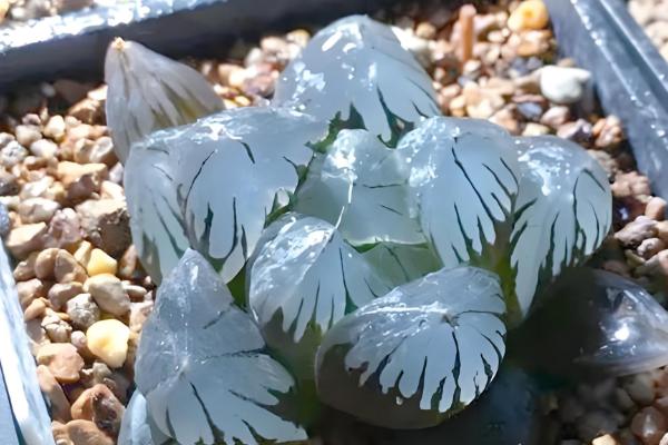 玉露可以长多大,可以长成直径为六厘米左右