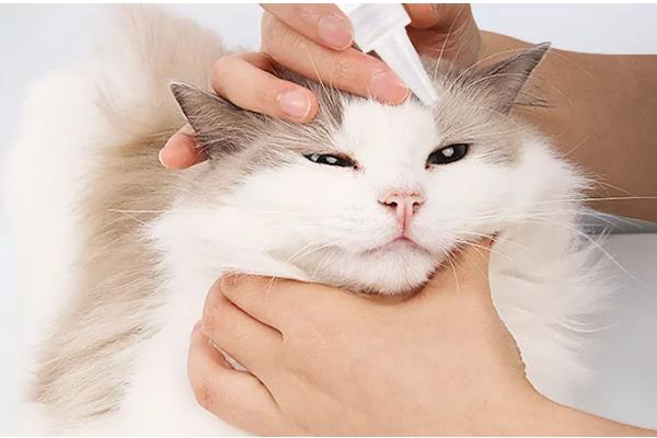 宠物猫狗为什么会流眼泪眼屎增多，可能是眼睛受到刺激、患有眼部炎症等因素所致