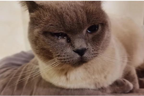 宠物猫狗为什么会流眼泪眼屎增多，可能是眼睛受到刺激、患有眼部炎症等因素所致