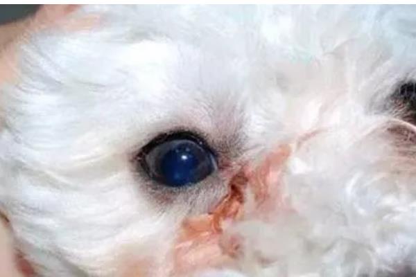 宠物猫狗为什么会流眼泪眼屎增多，可能是眼睛受到刺激、患有眼部炎症等因素所致