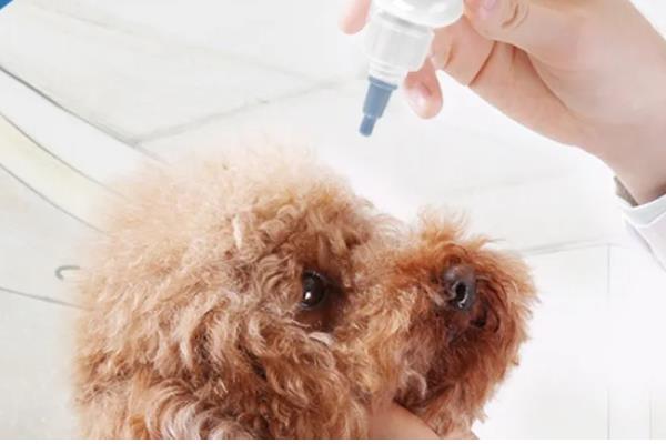 宠物猫狗为什么会流眼泪眼屎增多，可能是眼睛受到刺激、患有眼部炎症等因素所致