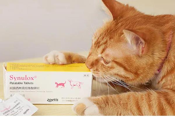 宠物猫狗为什么会流眼泪眼屎增多，可能是眼睛受到刺激、患有眼部炎症等因素所致