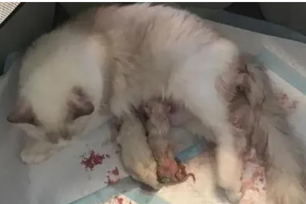 宠物猫狗为什么会流眼泪眼屎增多，可能是眼睛受到刺激、患有眼部炎症等因素所致