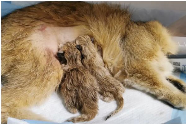 宠物猫狗为什么会流眼泪眼屎增多，可能是眼睛受到刺激、患有眼部炎症等因素所致