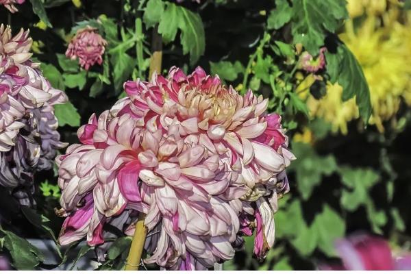 菊花在哪个季节开花，在秋季开花