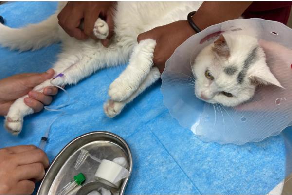 宠物猫狗为什么会流眼泪眼屎增多，可能是眼睛受到刺激、患有眼部炎症等因素所致