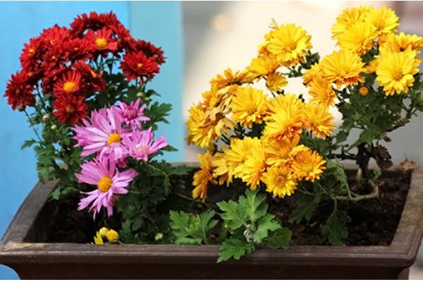 菊花在哪个季节开花，在秋季开花