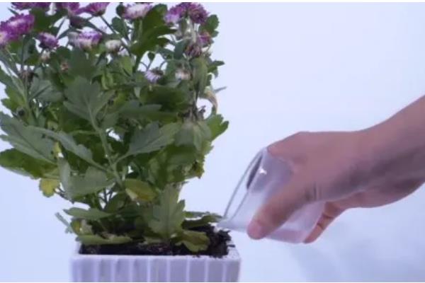 菊花在哪个季节开花，在秋季开花