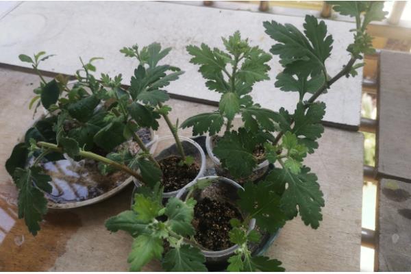 菊花在哪个季节开花，在秋季开花